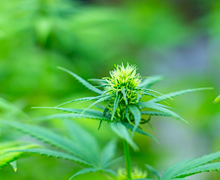 스마트 HEMP 재배(연구원)